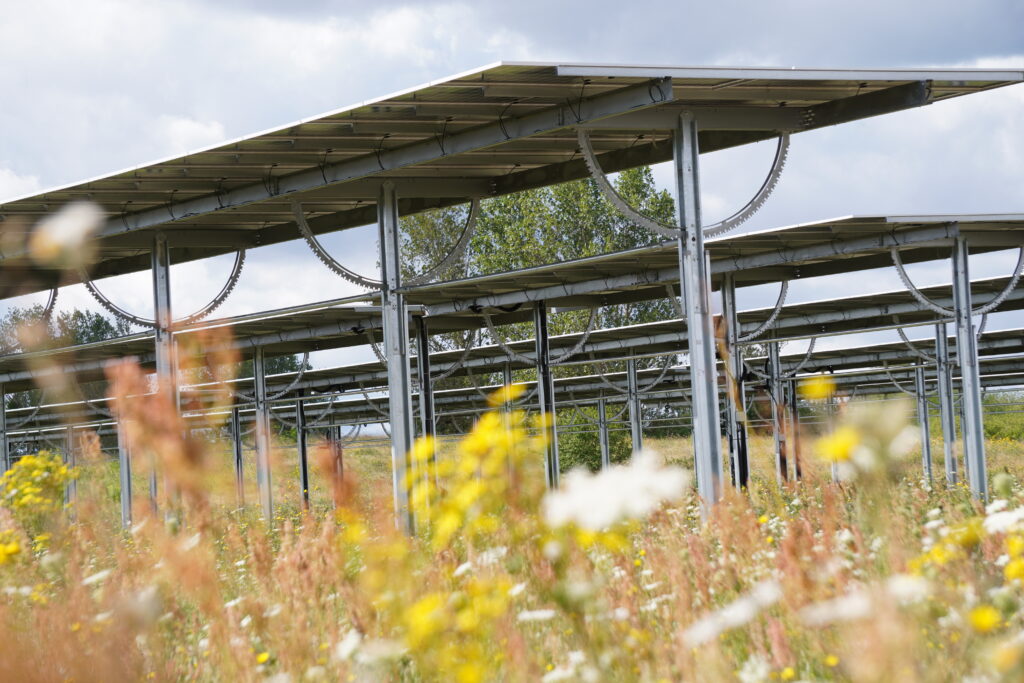 Aufgeständerte Solarmodule und Wildblumen