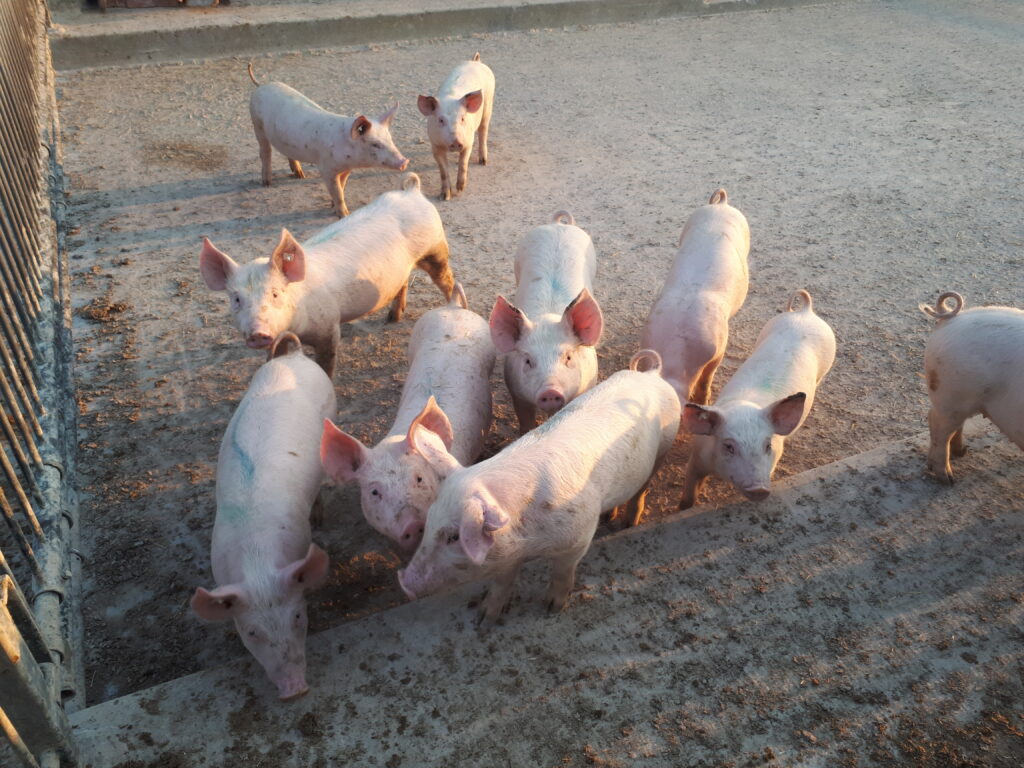 Ferkel im Stall
