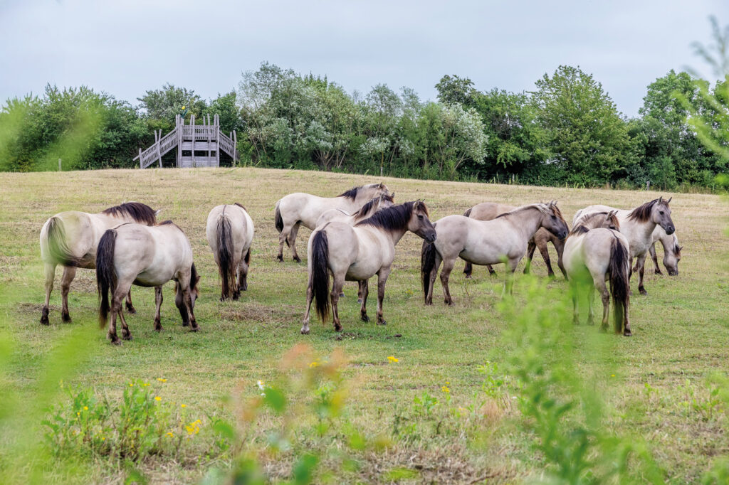 Konikpferde stehen auf einer Wiese am Löwenzahnpfad n Brandenburg